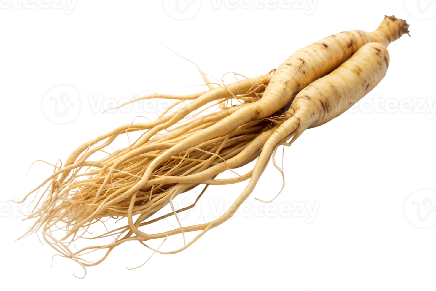 Two ginseng roots with detailed fibers on a transparent background, showcasing texture and color png