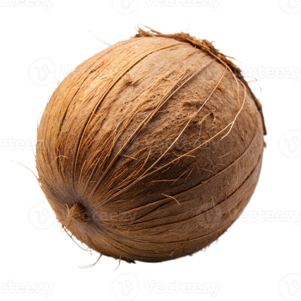 Detailed close-up of a single coconut png