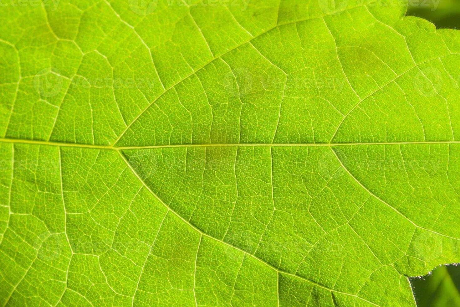 Texture of a green leaf as background photo