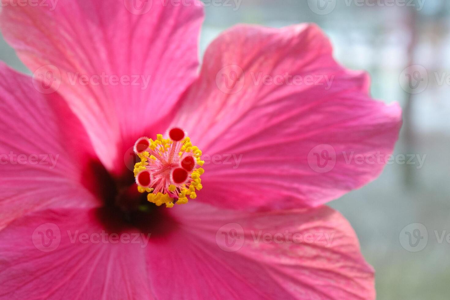Part of a pink hibiscus flower photo