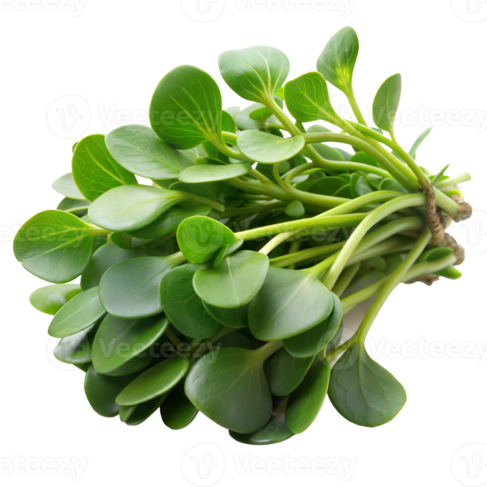 A fresh bunch of green purslane with thick png