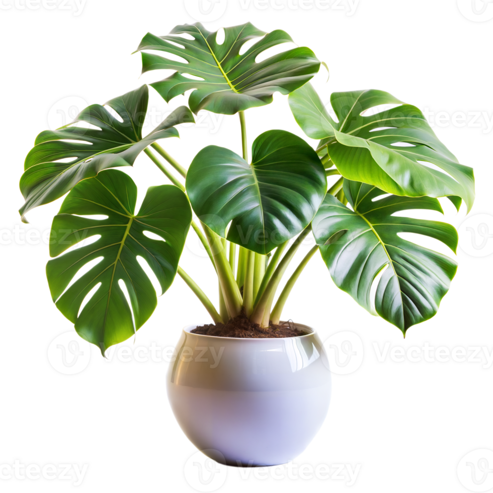 A healthy Monstera Deliciosa plant displayed elegantly in a sleek white ceramic pot, set against a transparent backdrop png