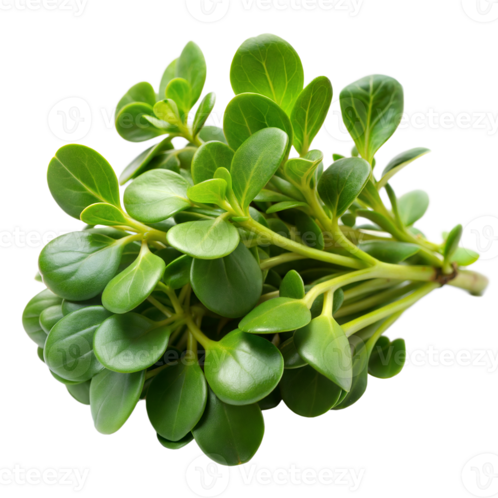 A fresh bunch of green purslane with thick, succulent leaves arranged against a transparent background png