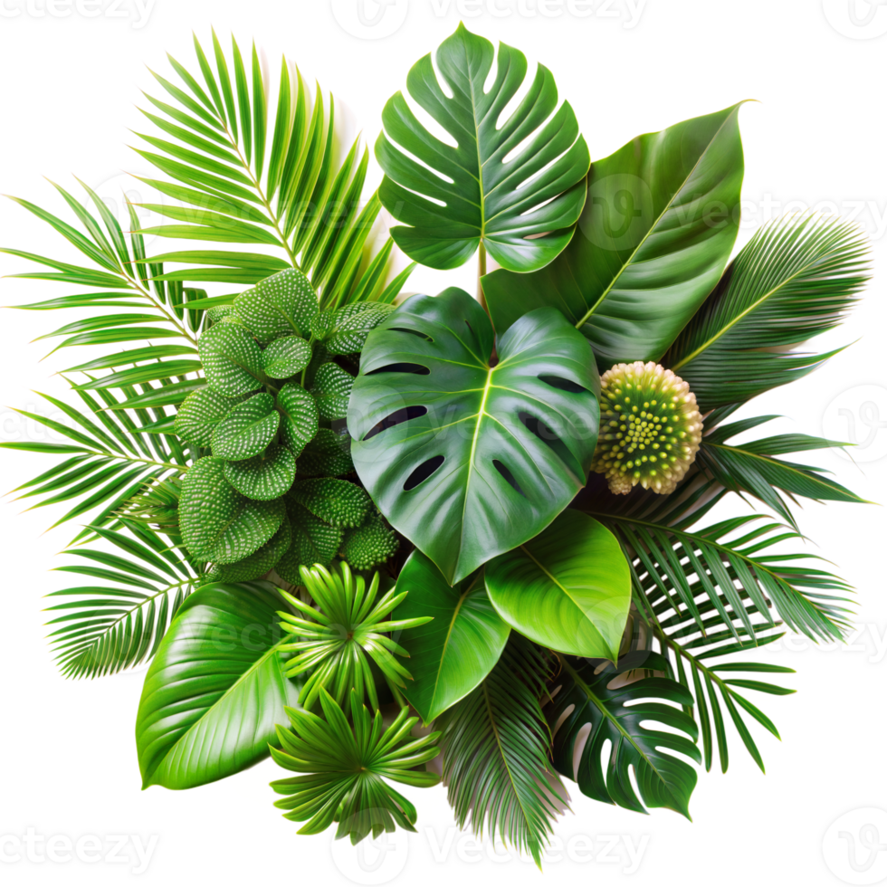 Lush tropical plant arrangement against transparent background png