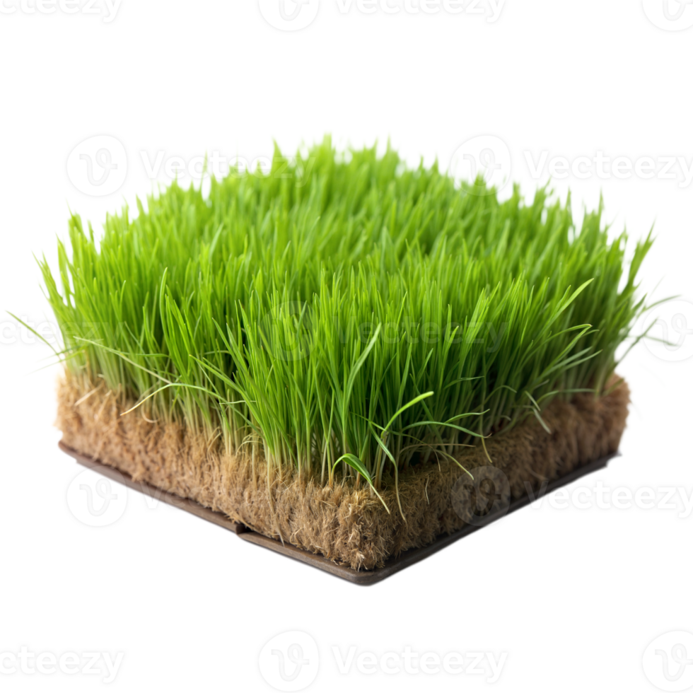 A small, square section of vibrant green grass showing detailed roots and soil, isolated on a transparent background png