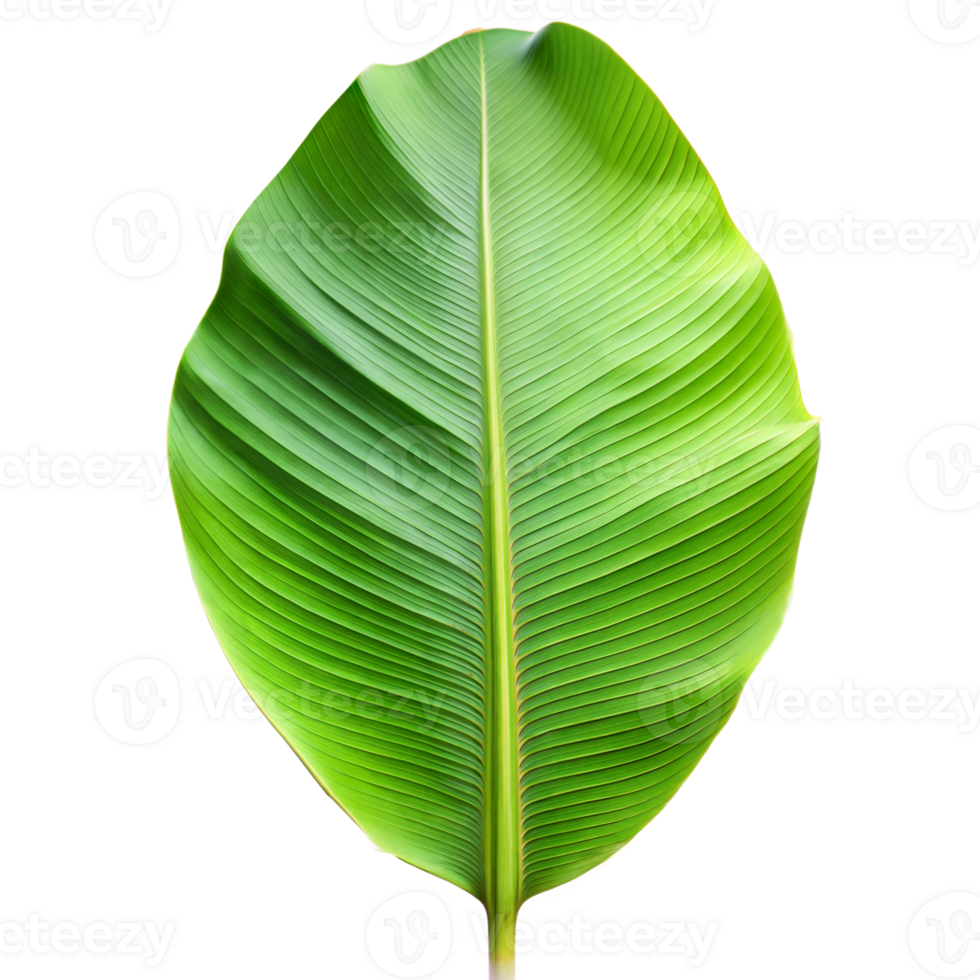 A high-quality image of a lush green banana leaf on a transparent background png