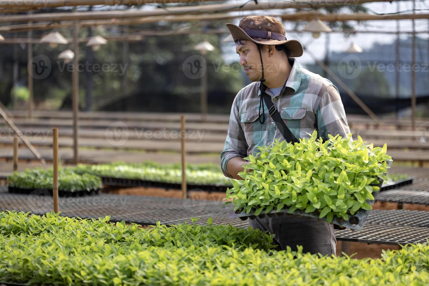 Asian farmer is carrying tray of young vegetable salad seedling to plant in the soil for growing organics plant during spring season and agricultures photo