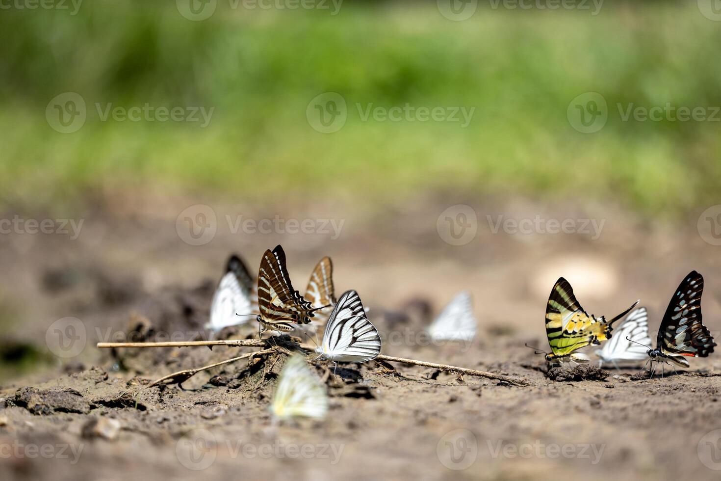 Swarm of adult male butterflies sapping on salt and mineral which also call mud puddling phenomenon during summer on mating season for tropical rainforest wildlife and environmental awareness photo