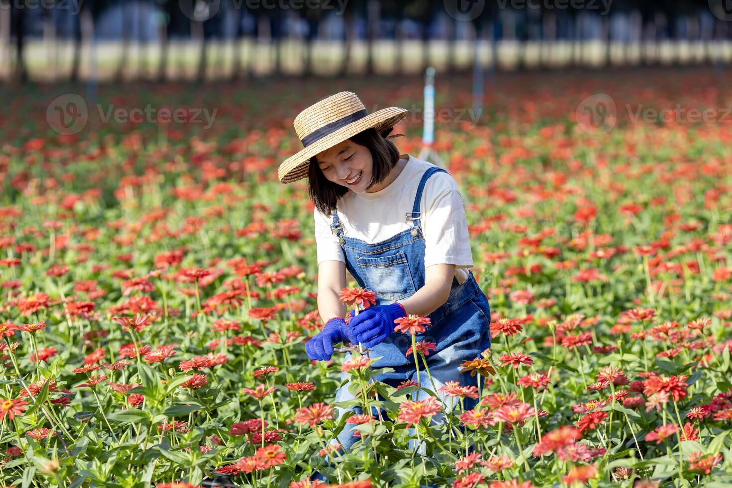 Asian farmer and florist is working in the farm while cutting zinnia flowers using secateurs for cut flower business in her farm for agriculture industry photo