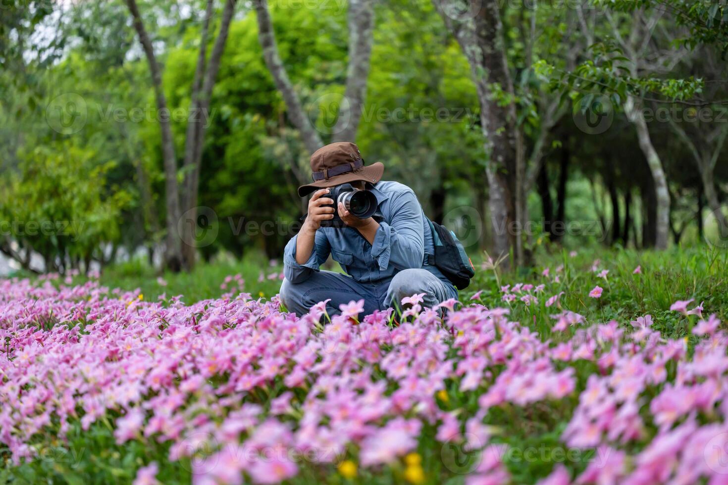 Photographer is taking photo of blossoming wild flower meadow pink zephyranthes carinata rain lily bulb during spring season in the woodland forest which is native to Central America for hiking travel