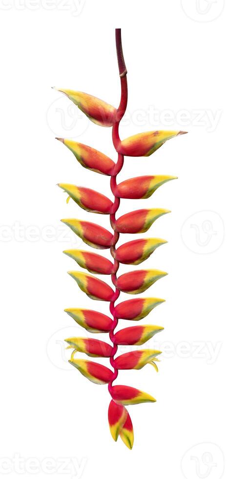 Heliconia rostrata lobster claw flower isolated on white background for tropical plant and design cut out usage photo