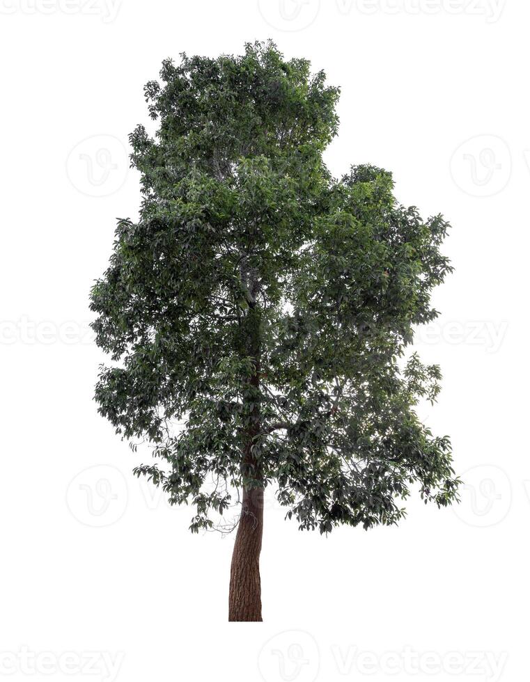 Mature big tropical tree isolated on white background for design usage concept photo