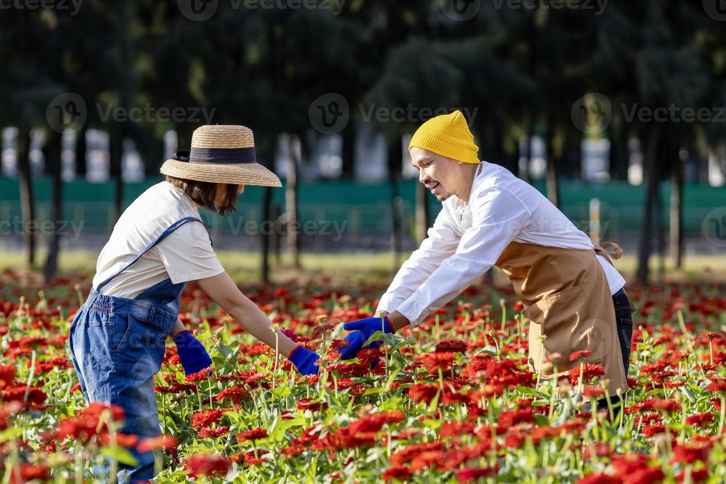 Team of Asian farmer and florist is working in the farm while cutting zinnia flowers using secateurs for cut flower business in his farm for agriculture industry concept photo