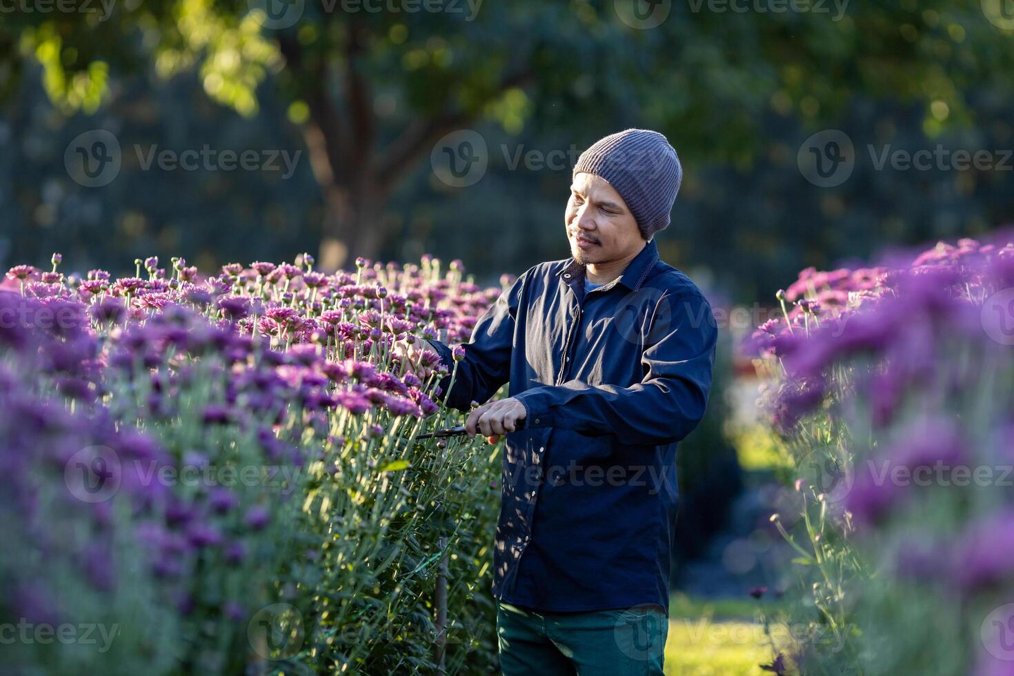 Asian farmer and florist is cutting purple chrysanthemum flowers using secateurs for cut flower business for dead heading, cultivation and harvest season concept photo