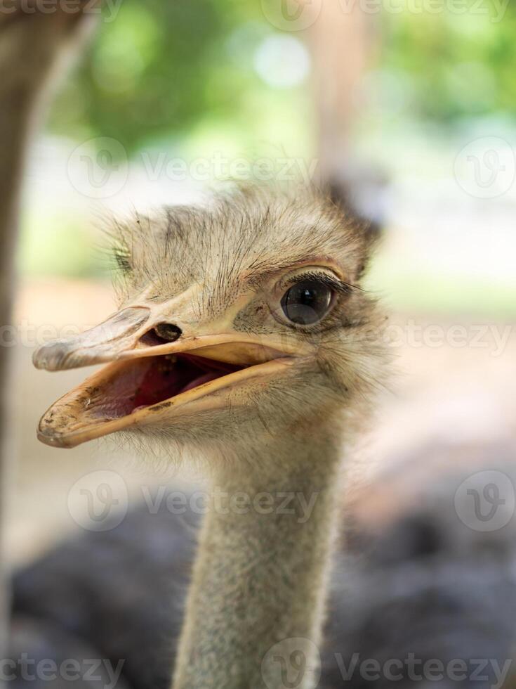 Close-up shot of an ostrich's head on a blurred background. photo