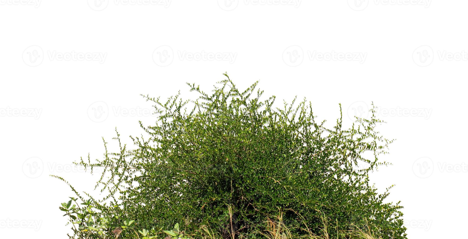 Bush isolated on white background suitable for both printing and web pages. photo