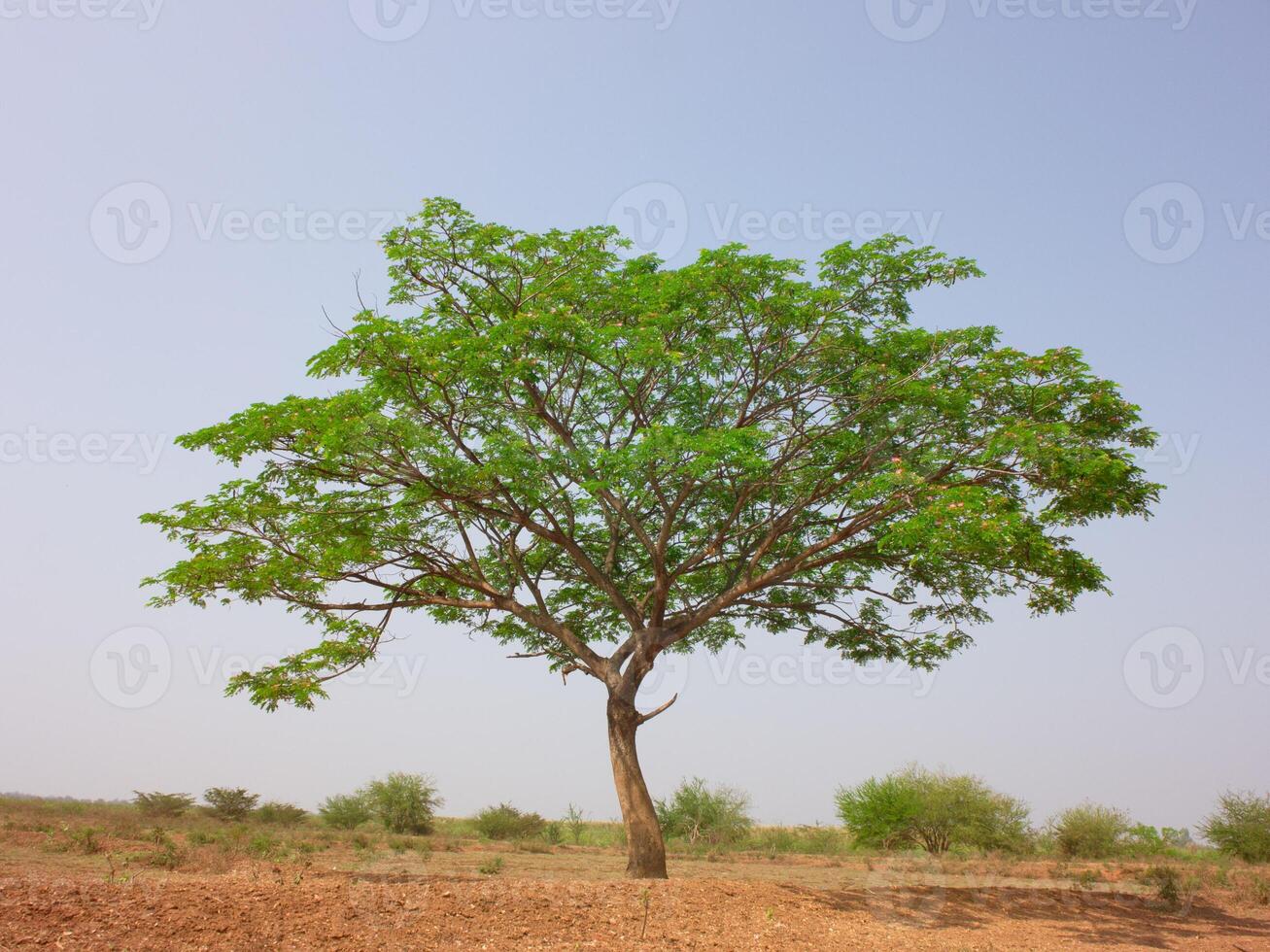 A large tree with branches protruding with a bright local atmosphere. photo