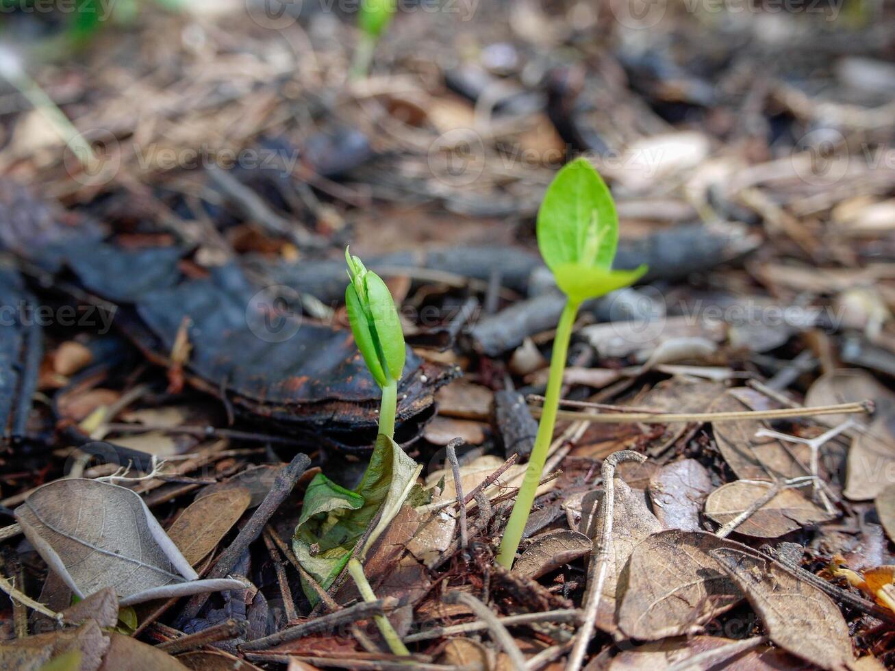 young plant growing close up. photo