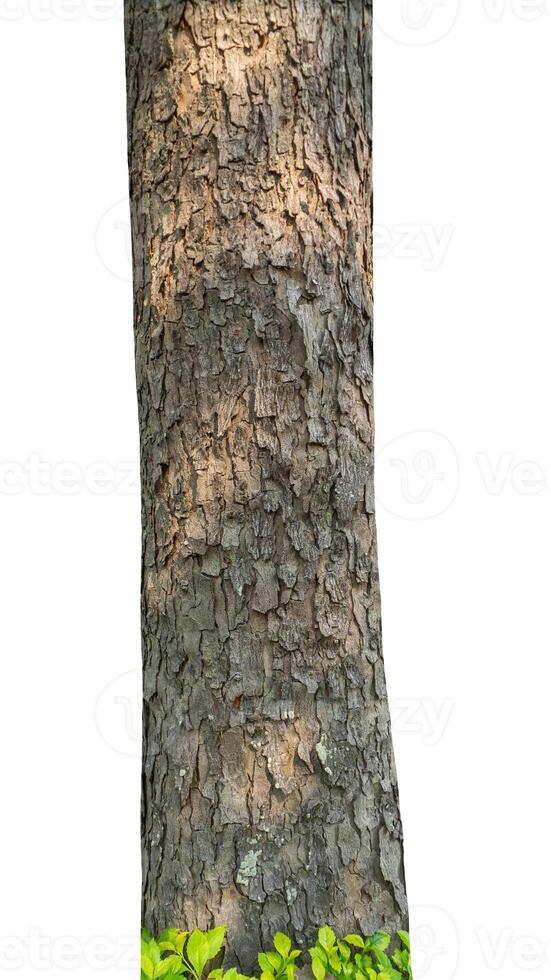 Trunk of a tree Isolated On White Background photo