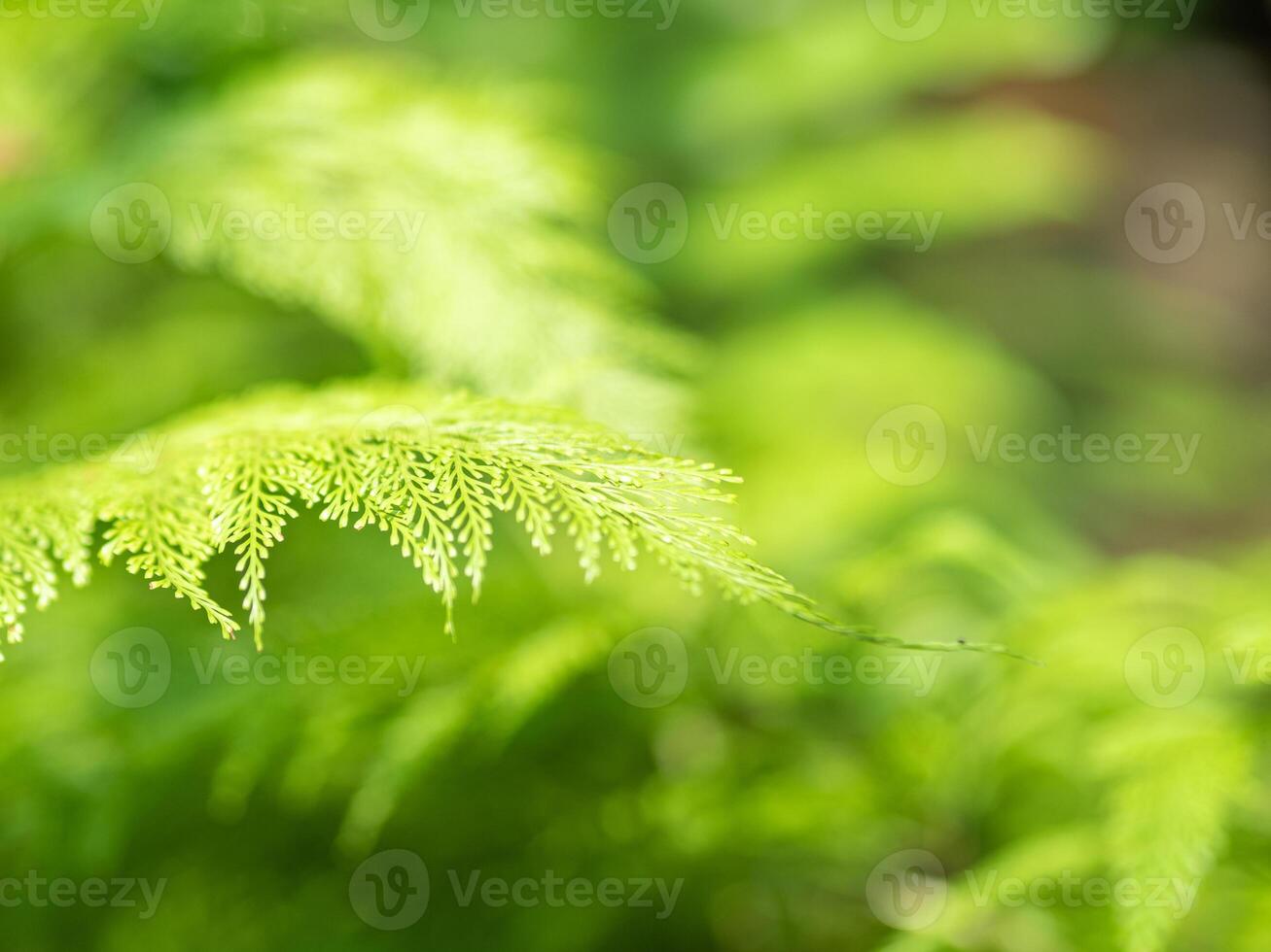 Exotic tropical ferns with shallow depth of field. Green fern leaves in blurred green natural background. photo