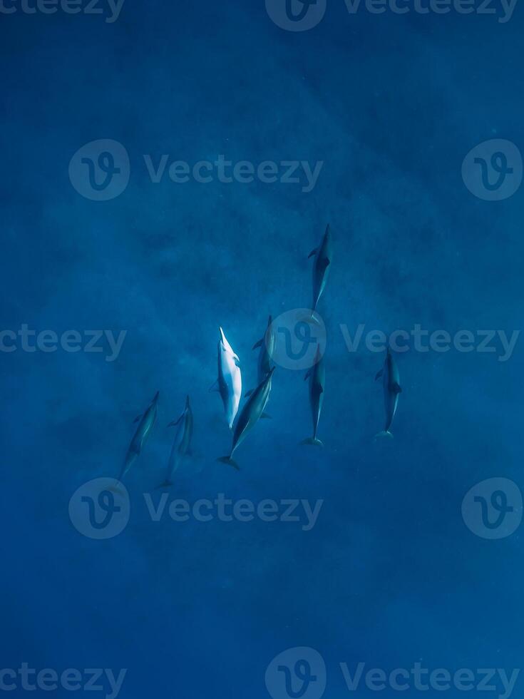 Family of Spinner dolphins in tropical ocean with sunlight. Dolphins in underwater photo