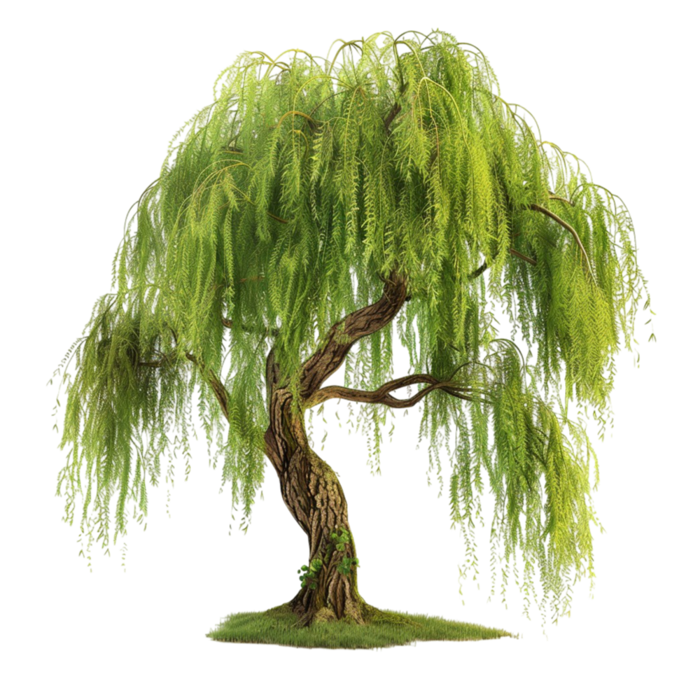 Hakura Nishiki Willow Shrub Form | Gertens Garden Center