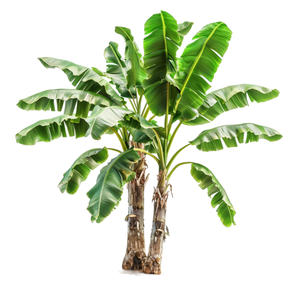 banana tree image png