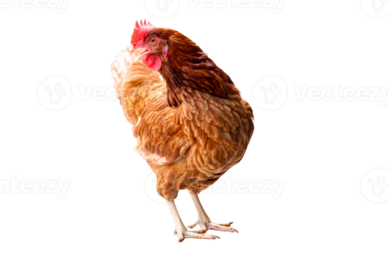 Chicken, Full body of brown chicken hen standing isolated transparent background, Laying hens farmers concept, File png