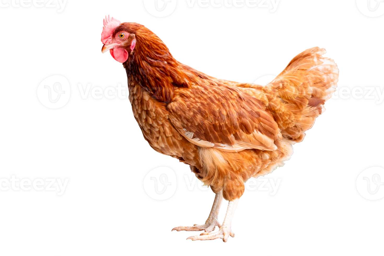 Chicken, Full body of brown chicken hen standing isolated transparent background, Laying hens farmers concept, File png