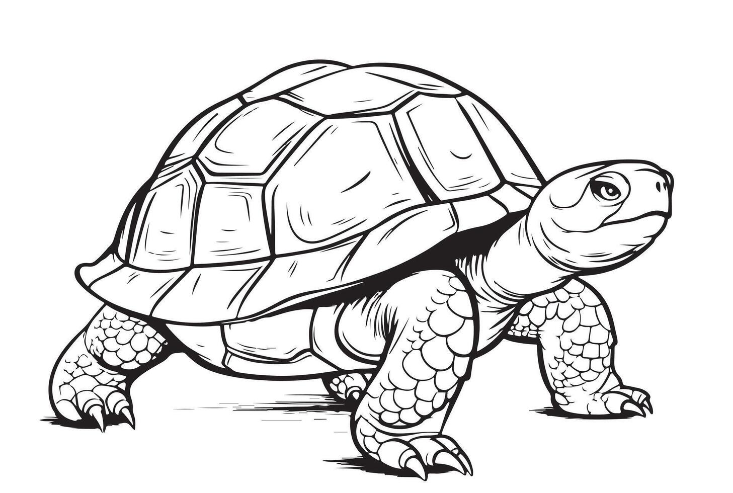 Desert Tortoise hand drawing illustration vector