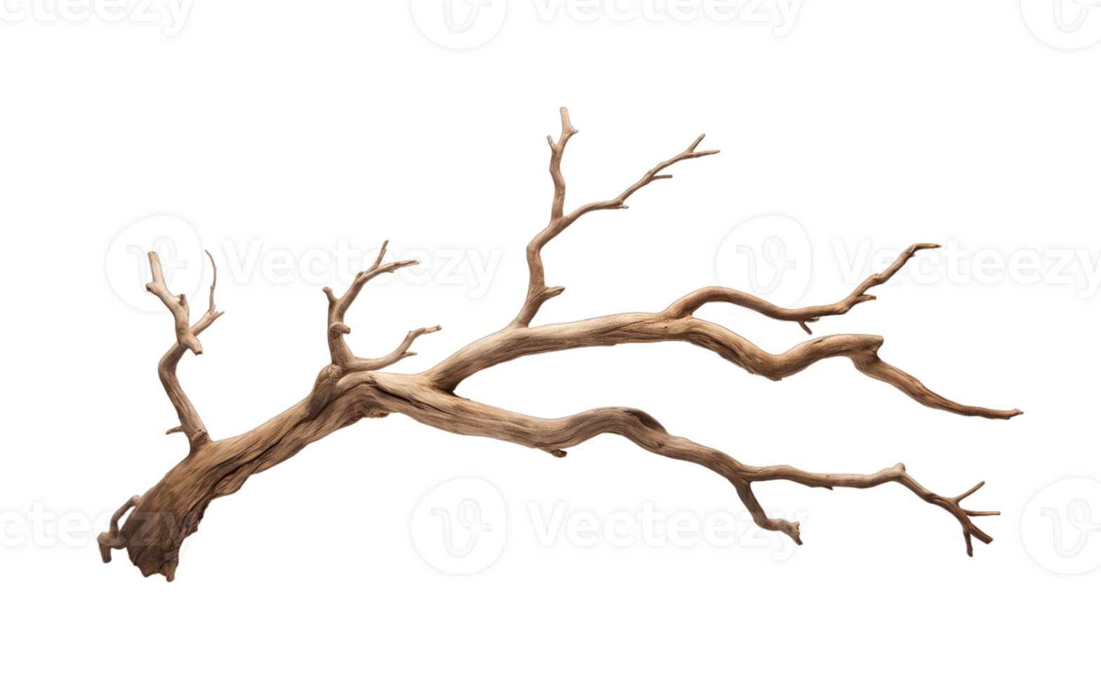Dry tree branch isolated on transparent background png