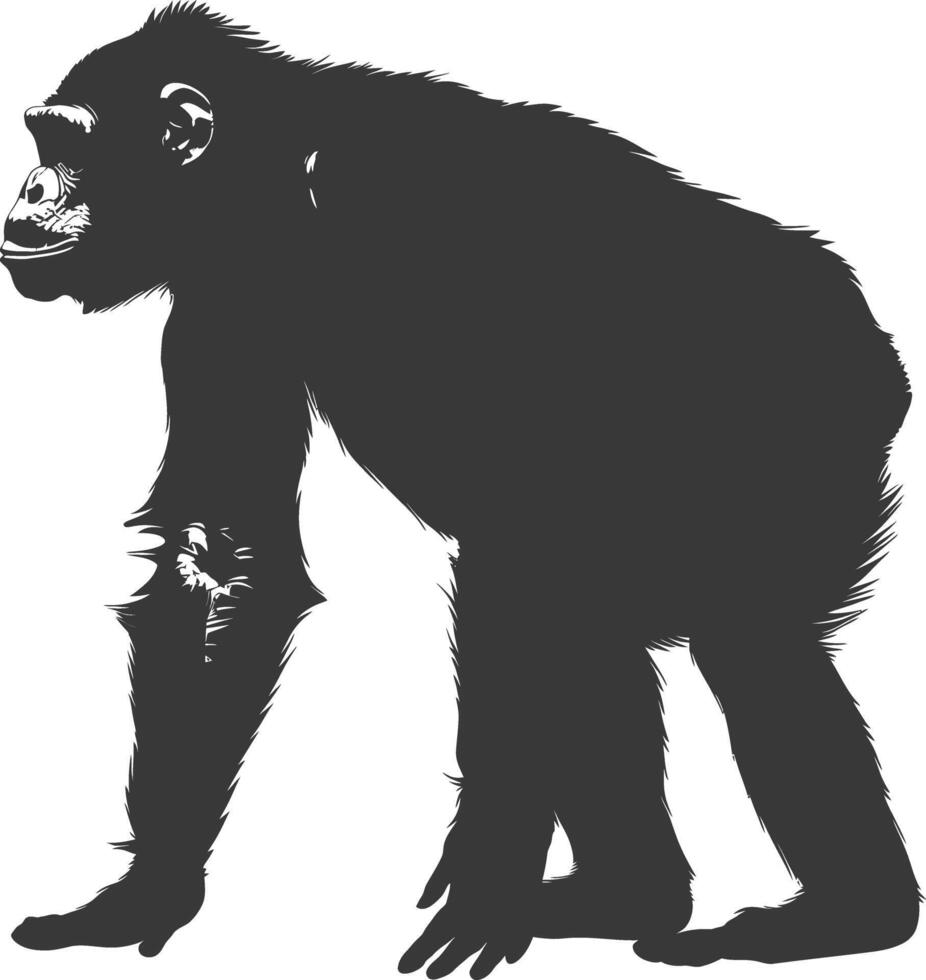 Silhouette Chimpanzee animal black color only vector
