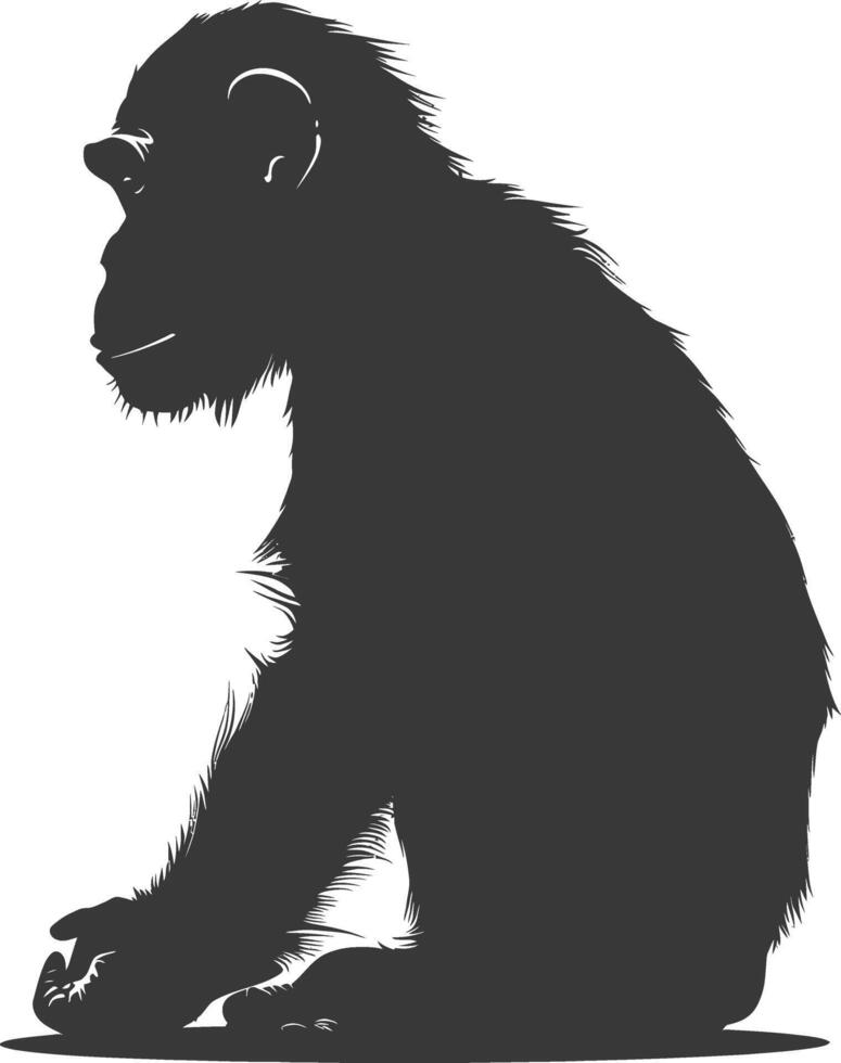 Silhouette Chimpanzee animal black color only vector