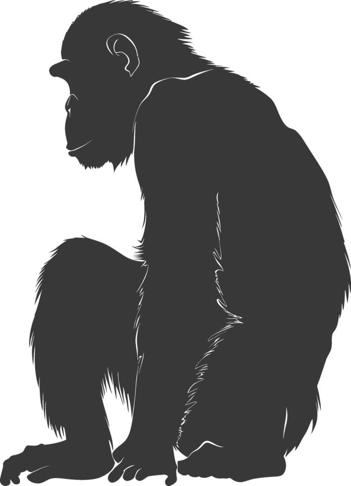 Silhouette Chimpanzee animal black color only vector