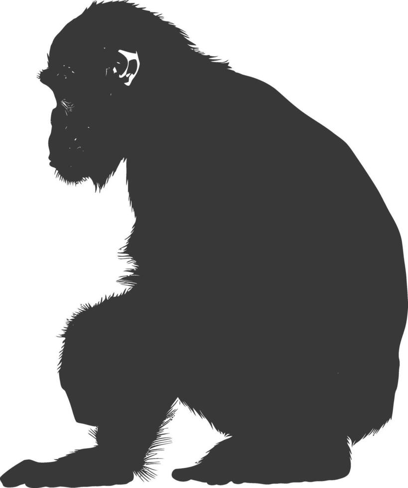Silhouette Chimpanzee animal black color only vector