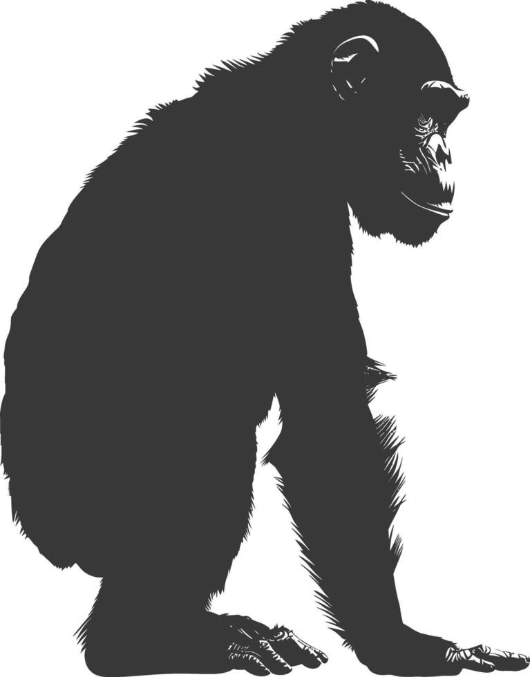 Silhouette Chimpanzee animal black color only vector