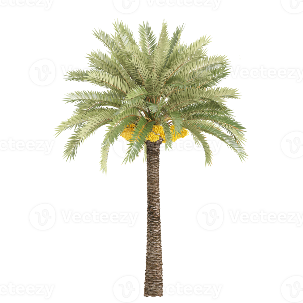 3d rendering of Phoenix dactylifera tree png
