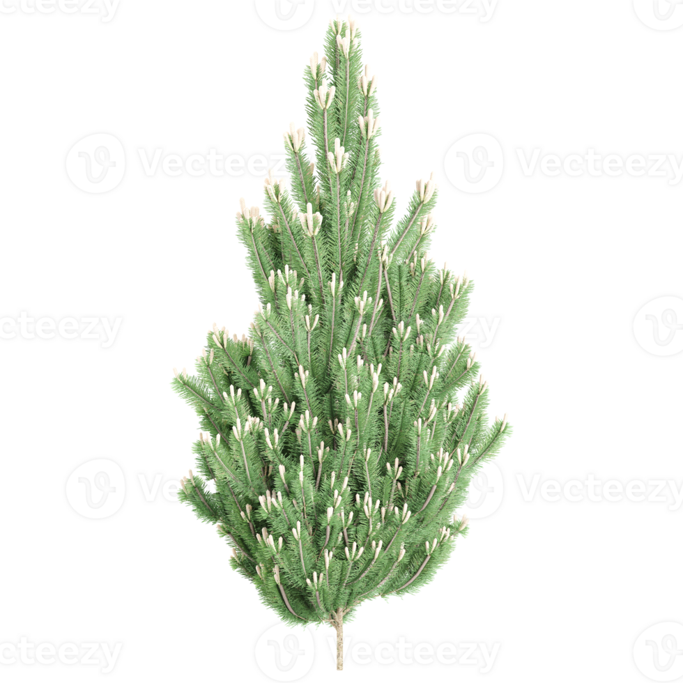 3d rendering of Flowering fir tree png