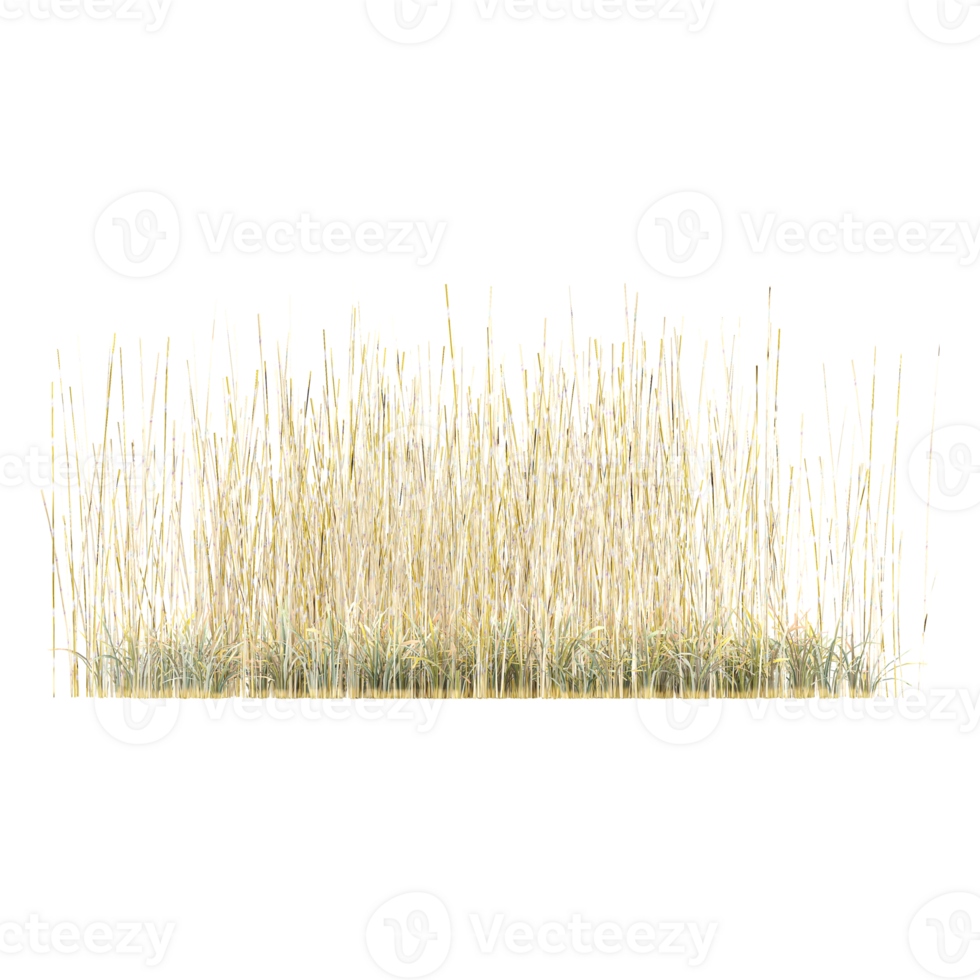 Jungle rain forest grass shapes cutout 3d render set png
