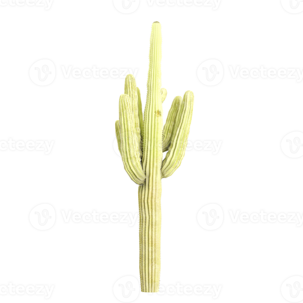 3D rendering of Cactus in transparent Canvas. png