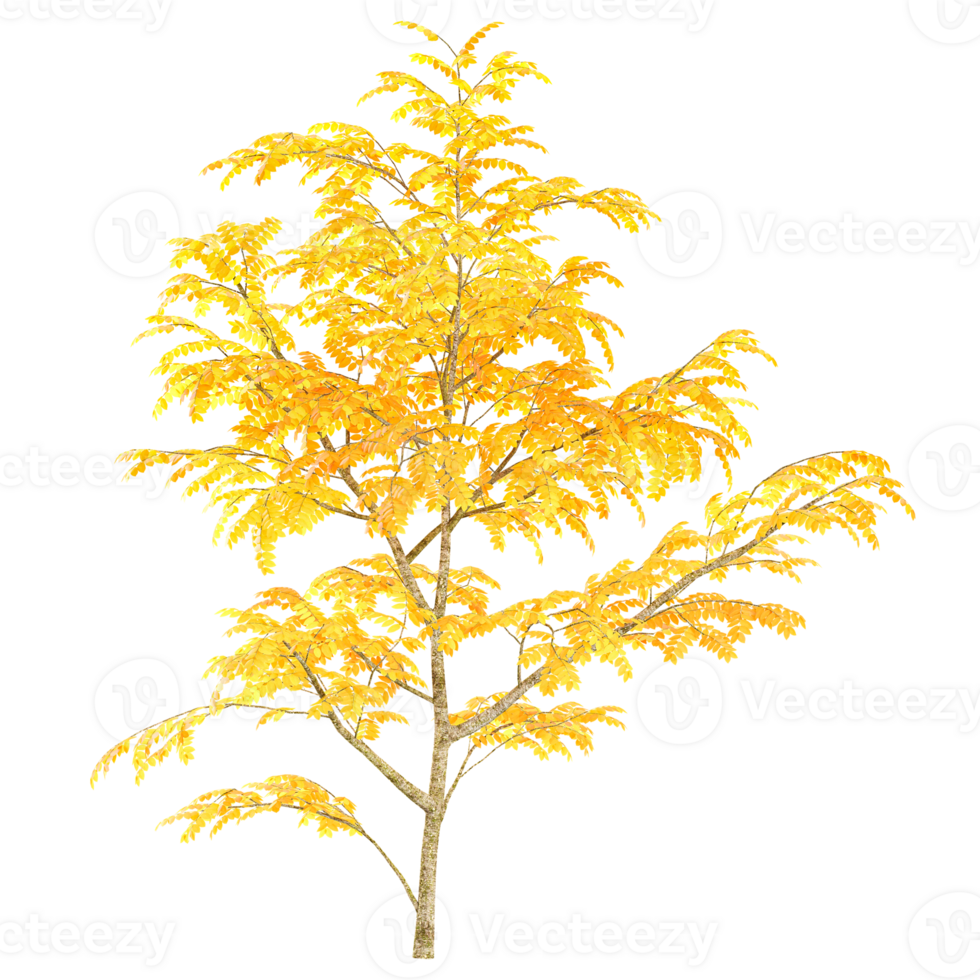 3D rendering of Maple ,trees on tranparent canvas png