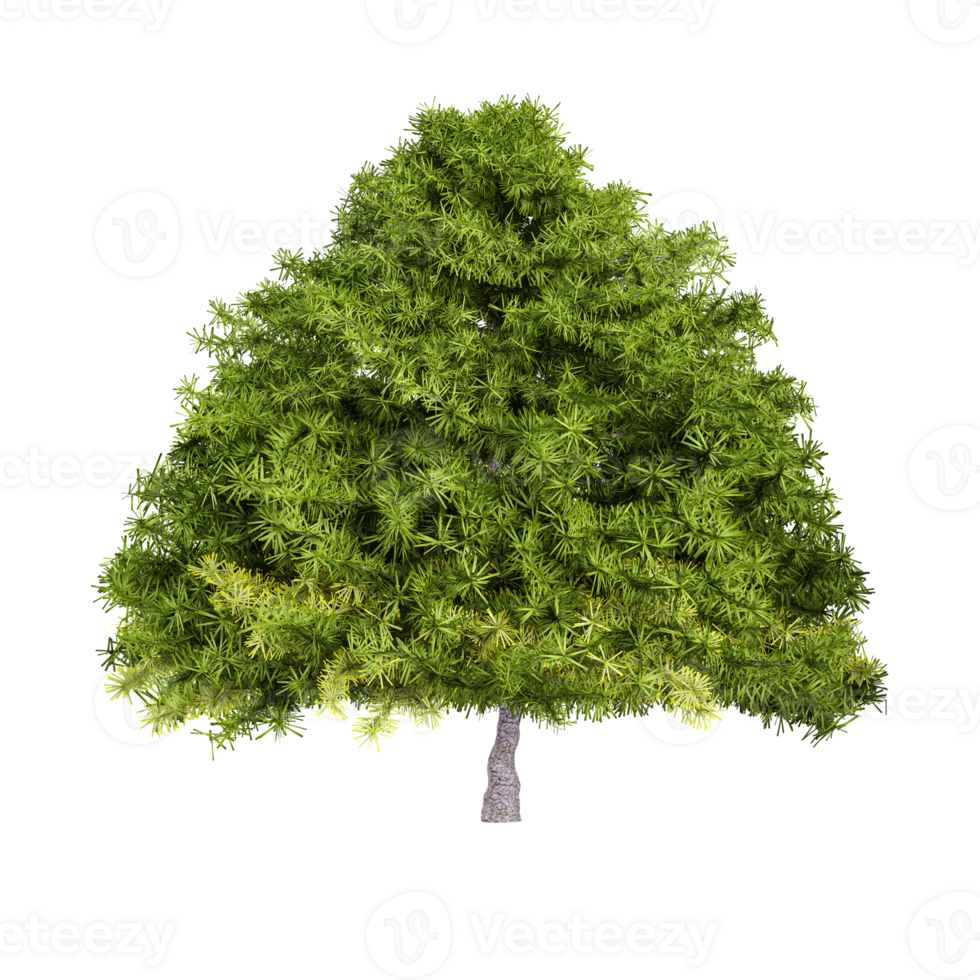 3D rendering of Spruce in transparent Canvas png