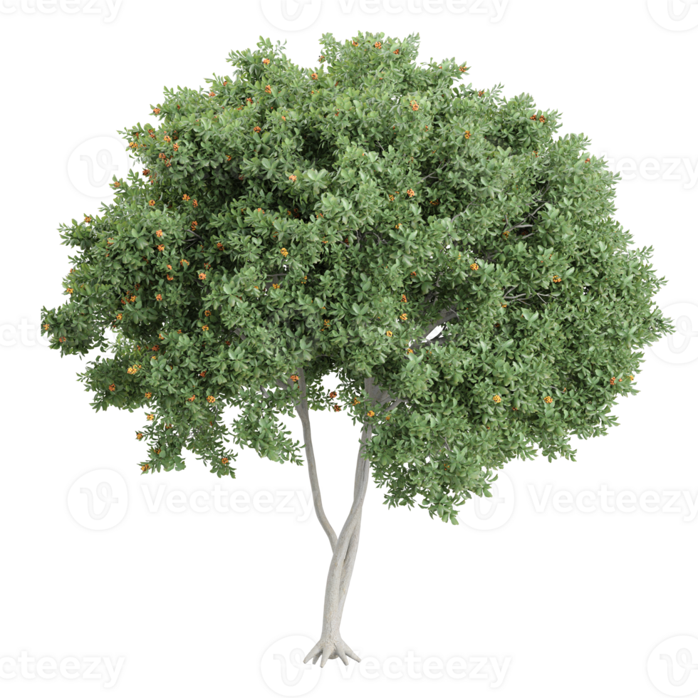 3d rendering of Flowering Acacia tree png