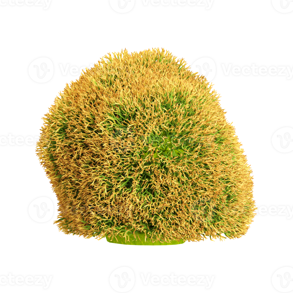 3D rendering of Cetraria islandica Fungi in transparent Canvas png