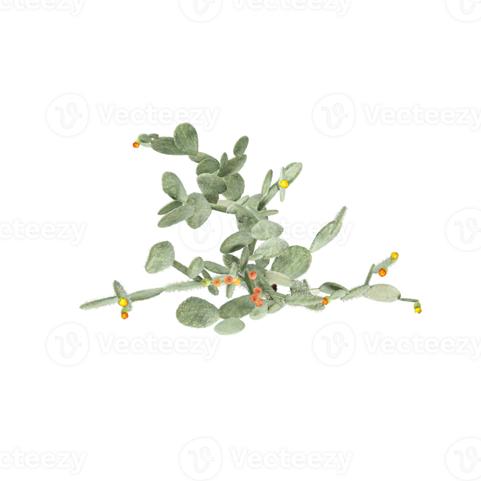 3d rendering of Flowering Barbary fig Cactus from the top view png