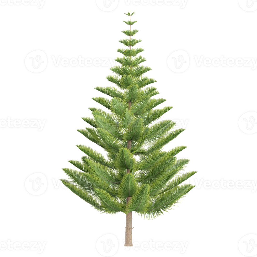 3D rendering of Fir plant in transparent Canvas. png