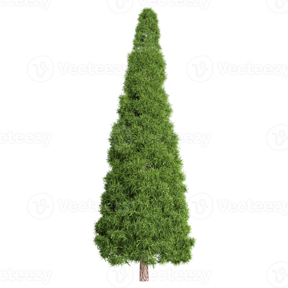 Momi fir tree isolated on Camvas png