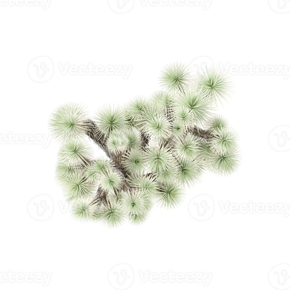 3d rendering of Flowering Joshua tree from the top view png