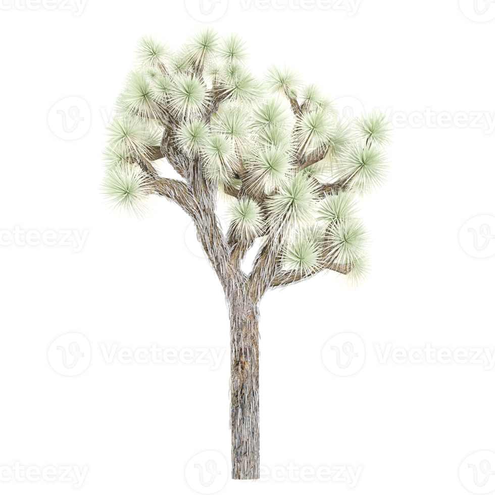 3d rendering of Flowering Joshua tree png