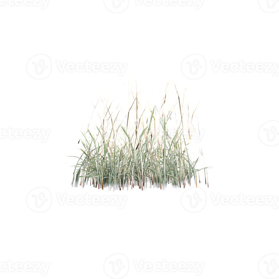 grass with isolated on canvas, 3d rendered png
